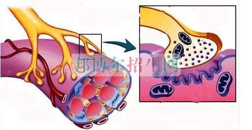 成都什么麻醉學(xué)學(xué)校好